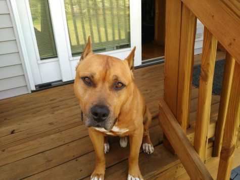 Man in search for his lost dog