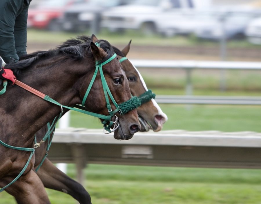 Horse, Maximum Security disqualified from the Kentucky Derby Porter Press