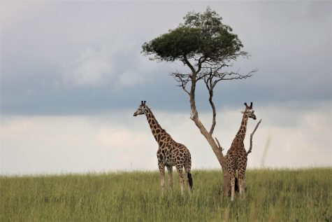 A risky way to save Africa’s dying population of giraffes