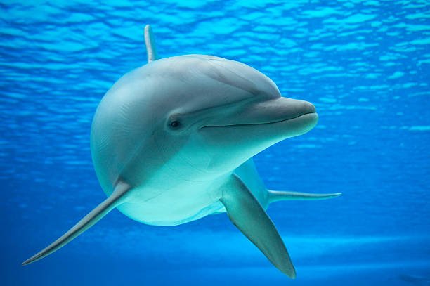 Dolphin photographed in an aquarium from an underwater window.