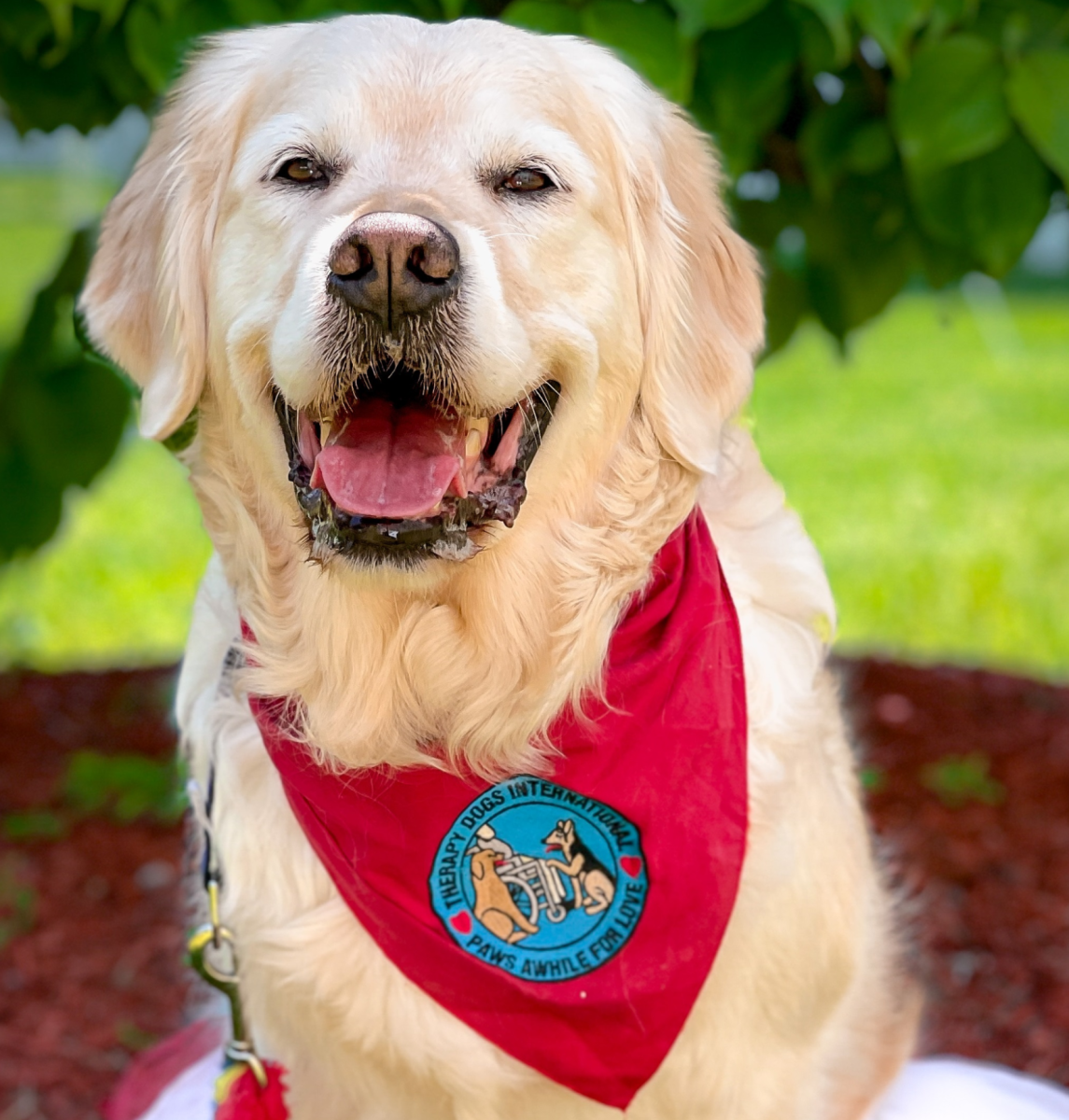 Paws and Effect: The Benefits of Therapy Dogs in School