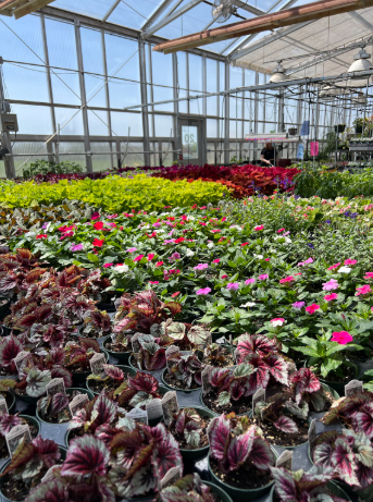 Lockport's Annual Mother's Day Spring Plant Sale arrives again